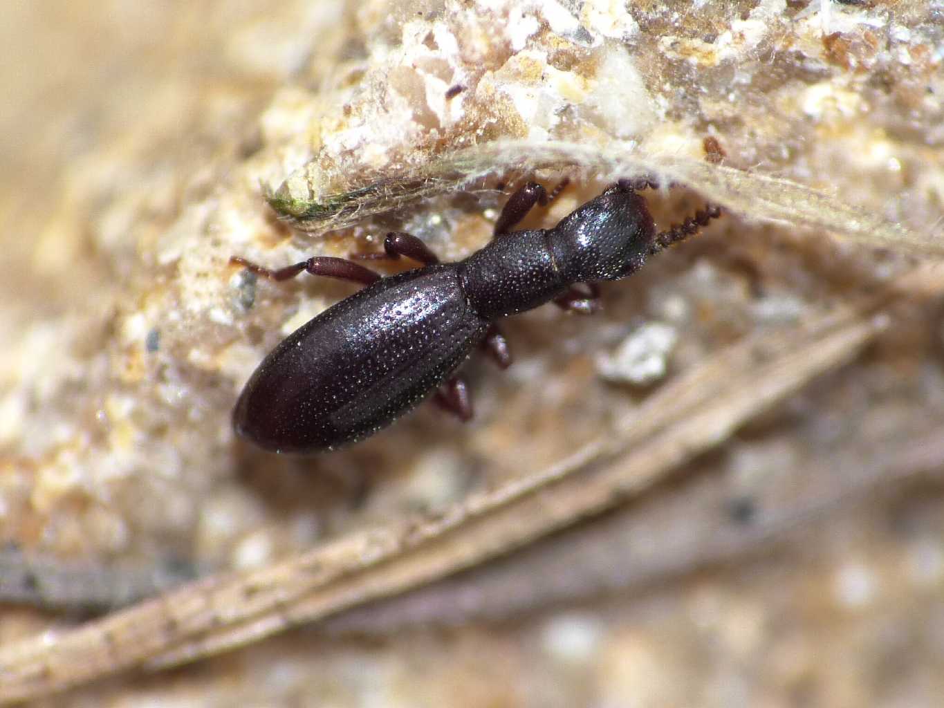 Piccolissimo Tenebrionidae: Dichillus